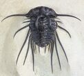 Dicranurus Trilobite - Atchana, Morocco #46447-4